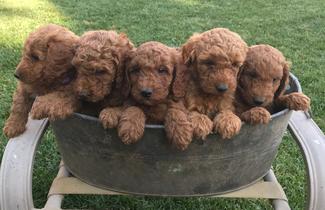 f1bb mini goldendoodle for sale