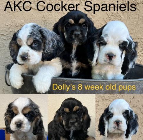 Slaapkamer Vrijwel zo AKC Cocker Spaniel Puppies